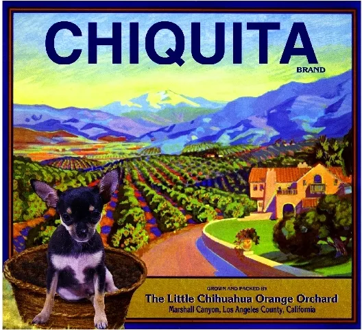 Marshall Canyon Chiquita Chihuahua Dog Orange Citrus Fruit Crate Label Art Print