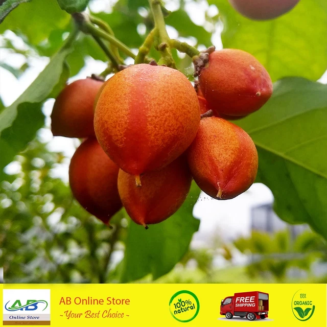Peanut Butter 20 Seeds Fruit Bunchosia Argentea Organic Plum Tropical Seeds