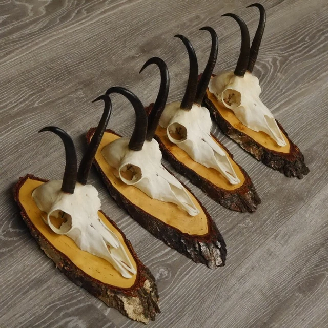 4 Pieza Gamuza Cornamentas En Baumscheibe Signos Hl 17,9cm-21,1cm 2