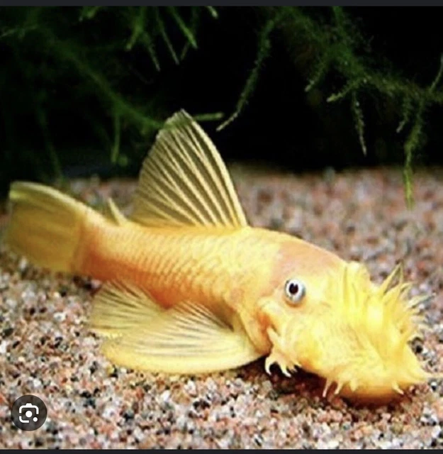 Blue Eye Lemon Pleco - Live Aquarium Fish - USA Breeder / Seller