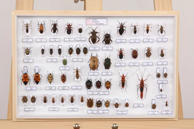 ENTOMOLOGIE LOT COLLECTION du Muséum des insectes du monde : Lot N°6 ...