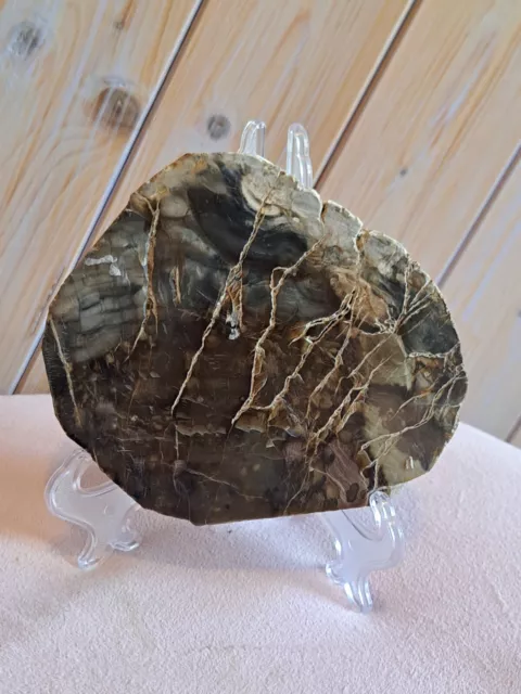 Petrified Fossil Wood Crystal Slab Healing Past Lives 13cm X 11cm X 2cm