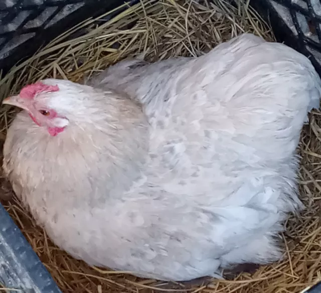 12+ Porcelain Cochin Bantam Hatching Eggs For Hatching  Purposes