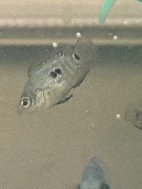 FLOWERHORN CICHLID 1” Bonsai Flowerhorn F Mixed With Regular Texas Cichlid M 5