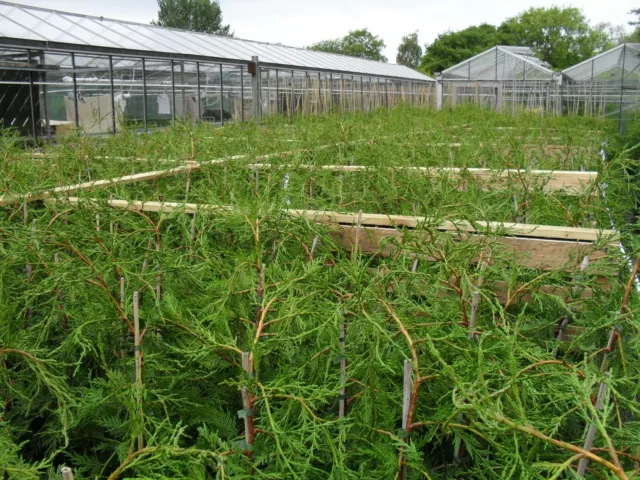 10 x 4 ft Large leylandii evergreen hedging 5lt pot-COLLECTION = SEE DETAILS