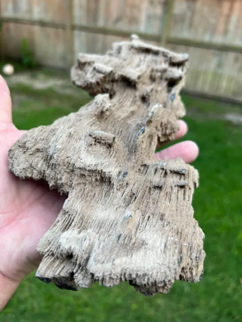 Texas Petrified Live Oak Wood Rotted Log Piece Natural Perfect Aquarium Fossil