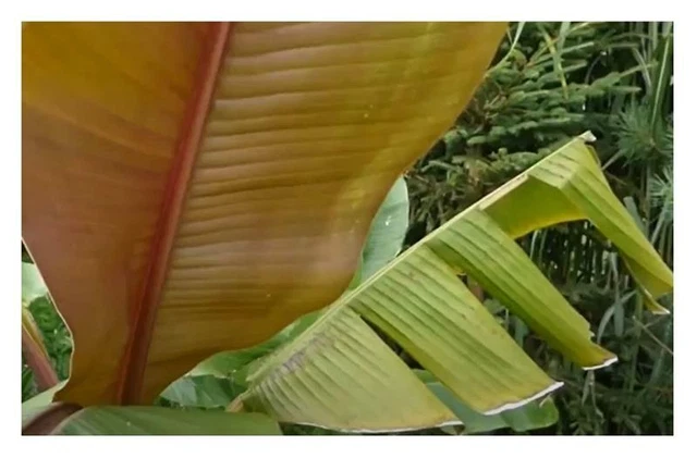 3X MUSA ITINERANS blaue Burma Banane Garten Pflanzen Samen B1804 EUR