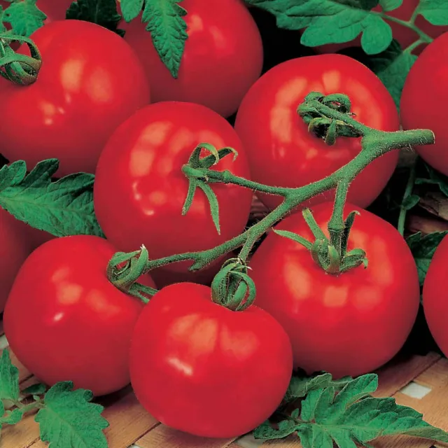 Semillas de tomate Alicante orgánicas sin OGM - Variedad Heirloom, paquete...