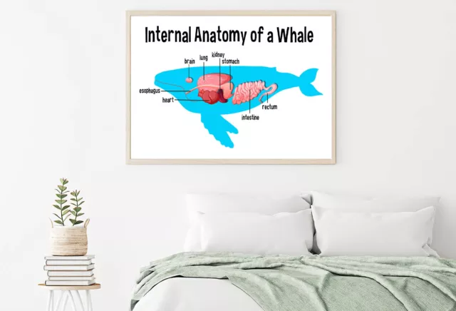 Internal Anatomy of a Whale Print Premium Poster High Quality