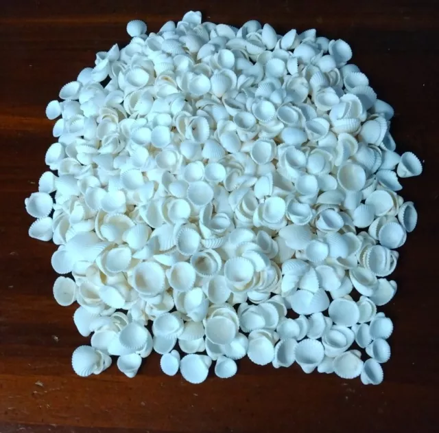 400 Grams Scallop Seashells 3/8-1/4"beach frame crafts art wedding shells mini