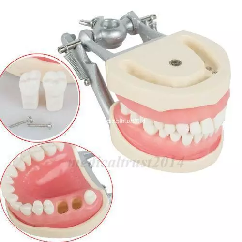 Dental Standard Typodont spring joint articulator Demonstration Teeth Model