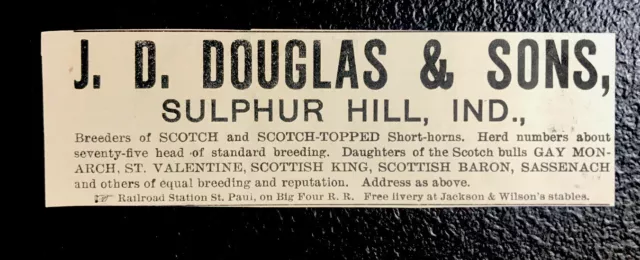 1900 J.D. Douglas & Sons Farm Cattle Advertising - Sulphur Hill - Indiana - Cow