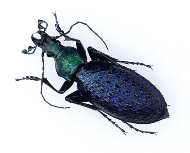 Carabus Smaragdinus Furumiellus  | Liaoning China | Blue Form | +/-37.5Mm | A1