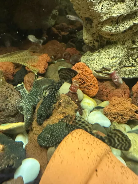 Common Chocolate Bristlenose Pleco 1.25-1.75" (Ancistrus Sp.)
