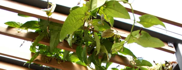 25 Samen Aristolochia tagala, Pfeifenwinde, Pfeifenblume