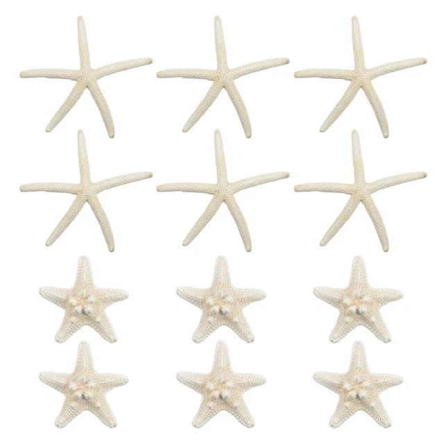 12 PIEZAS Estrellas de mar Decoraciones Estrellas de mar Natural Adornos decorativos