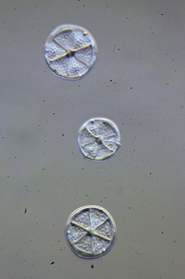 Top and Bottom LED 30x 4X Objective Cordless Rechargeable Battery 40x Magnification 3X Vision Scientific VMS0002-RC-234 Tri-Power Binocular Stereo Microscope 2X 20x Paired 10x WF Eyepiece 