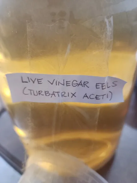 4 OZ LIVE VINEGAR EEL CULTURE Turbatrix Aceti Starter Fry Food Guppy Betta
