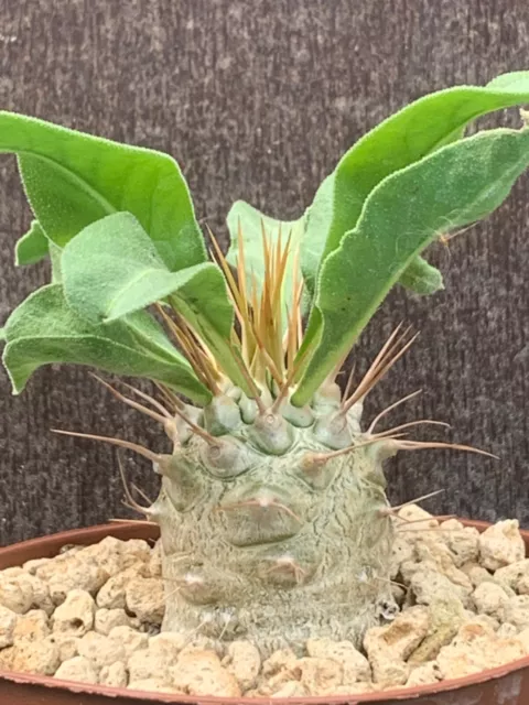 Pachypodium Namaquanum Pot 9Cm D2,8Cm H3Cm