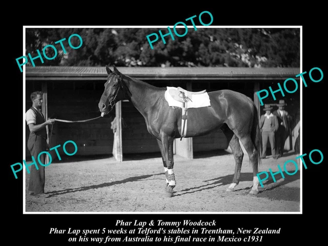 OLD LARGE HISTORIC PHOTO OF FAMOUS AUSTRALIAN RACE HORSE PHAR LAP IN NZ c1931 1