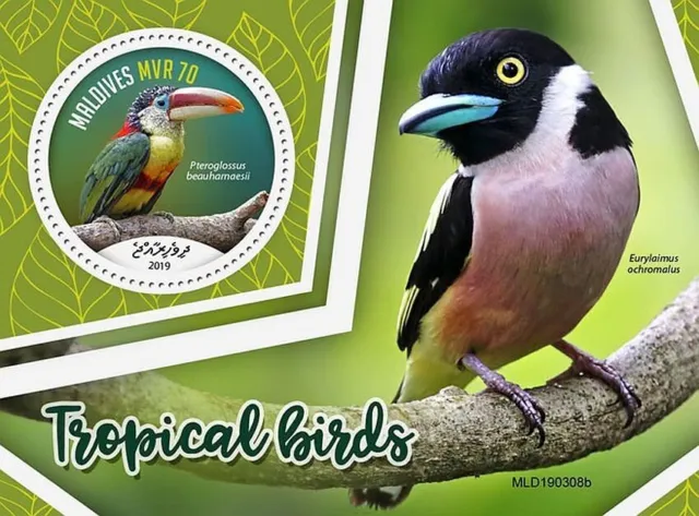 TROPICAL BIRDS 1-Value MNH Bird/Birds Stamp Sheet #332 (2019 Maldives)
