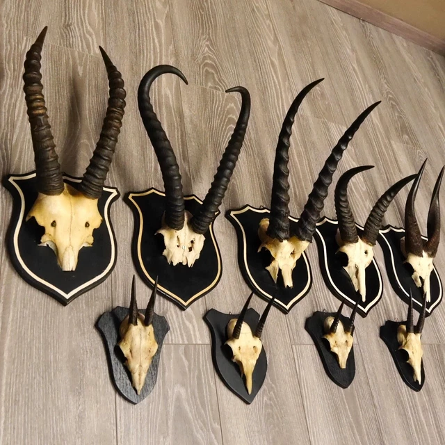 9 Pieza África Antilopen Cráneo Trofeo Colección de Calavera Konvolut Placa