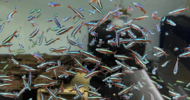 Cardinal Tetra .75-1” (10 Pack) -Live Freshwater Tropical Aquarium Fish
