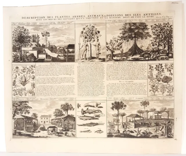 Antique map, Chatelain, plantes arbres animaux & poissons des Iles Antilles 1719