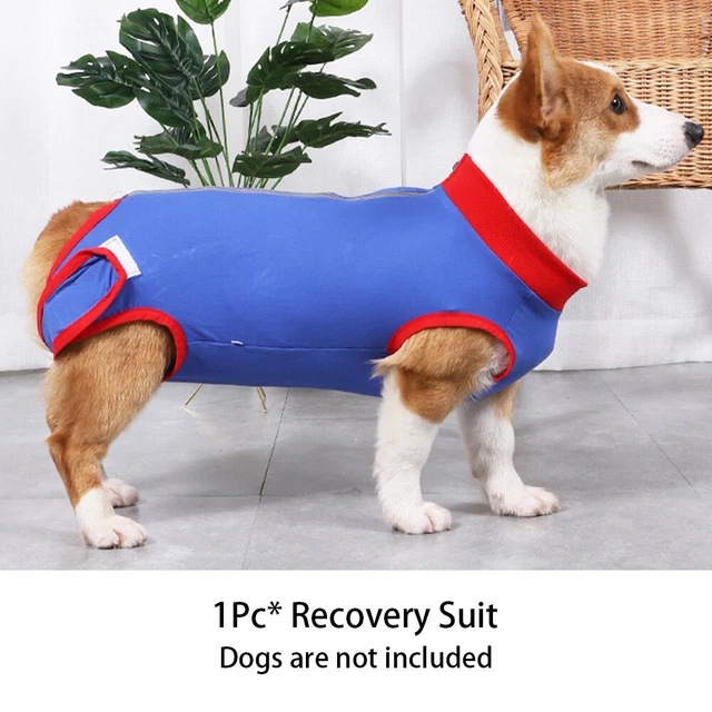 Traje de recuperación suministros antilamer para perros cuello electrónico protección alternativa contra heridas
