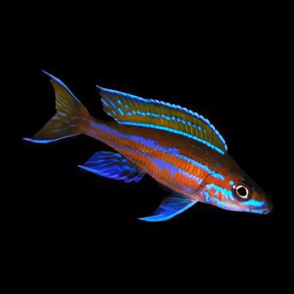 Paracyprichromis Nigripinnis Blue Neon Tanganyika Cichlid 4cm