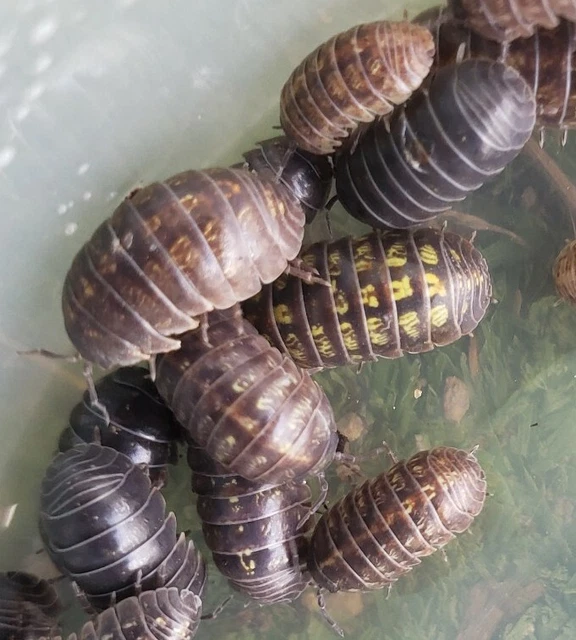 50+LIVE PILL BUGS Land Isopods Terrarium Cleaner Roly Poly