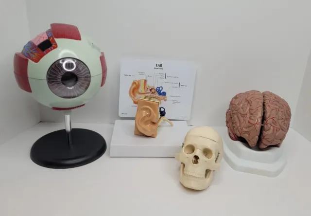 Scientific Human Anatomical 8pc Brain, Ear, Eye, Skull & Brain Lot of 4 Vintage