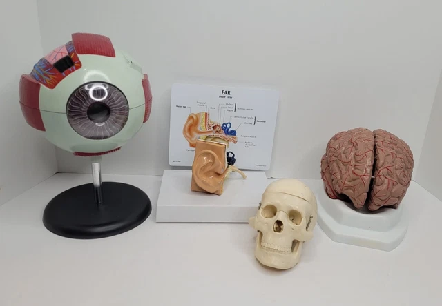 Scientific Human Anatomical 8pc Brain, Ear, Eye, Skull & Brain Lot of 4 Vintage