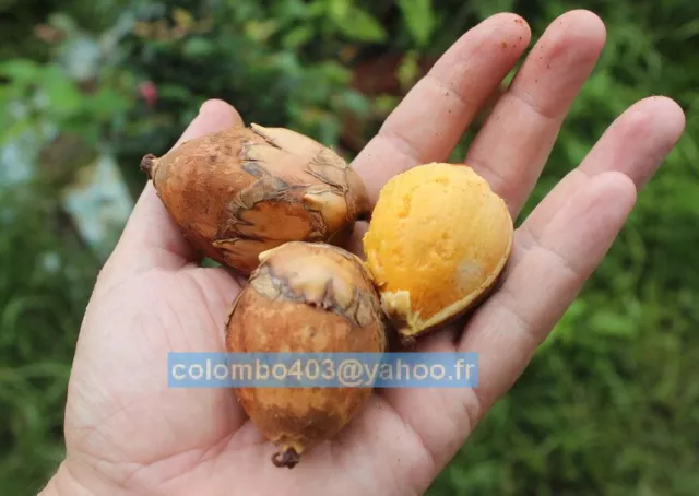 2 Fresh seeds of Attalea maripa - Tropical Palm Fruit