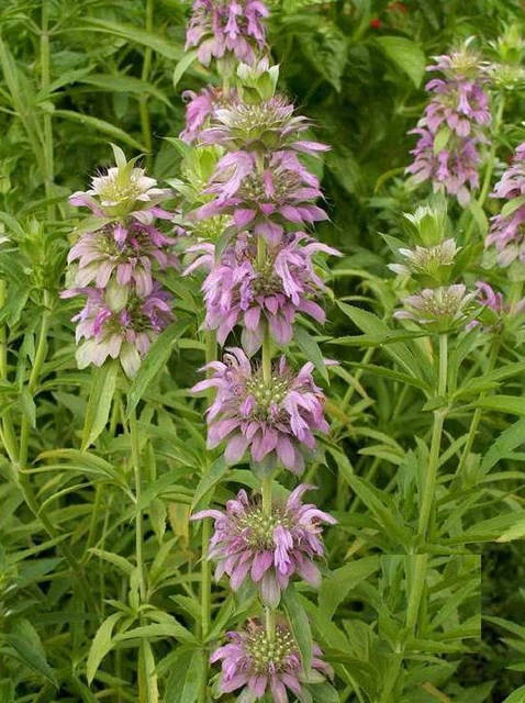 Lemon Mint Herb Heirloom Seeds - Monarda citriodora - B65