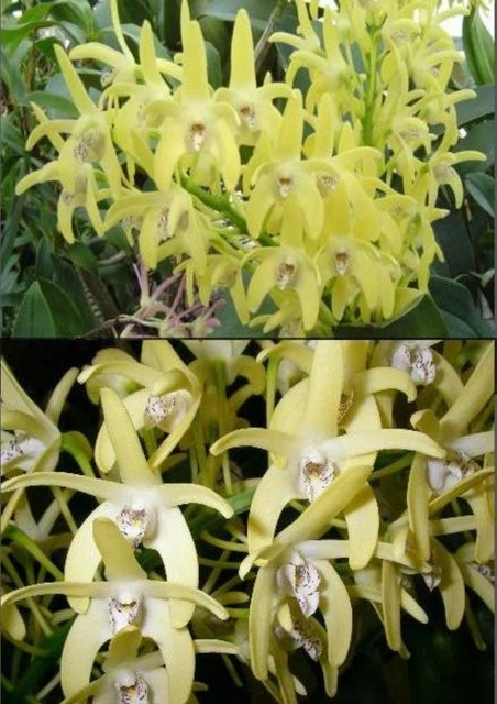 OON DENDROBIUM SPECIOSUM (3MD558) Annetta x Paradiso species