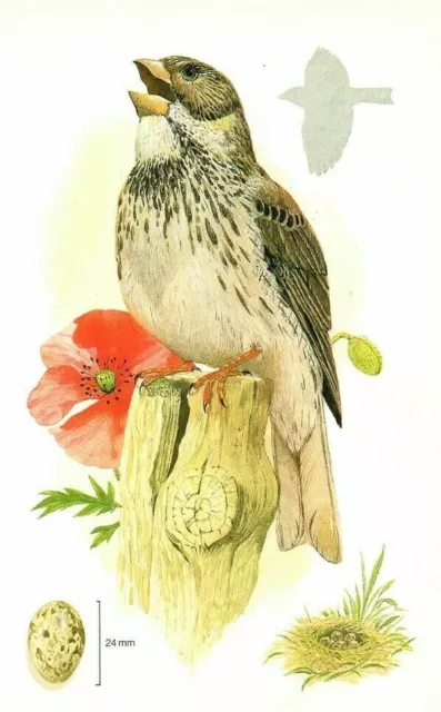 CORN BUNTING -BRITISH BIRD vintage 1982 book print TIM HAYWARD