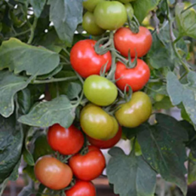 TOMATO F1 Crimson CRUSH SUTTONS SEEDS  10 SEED