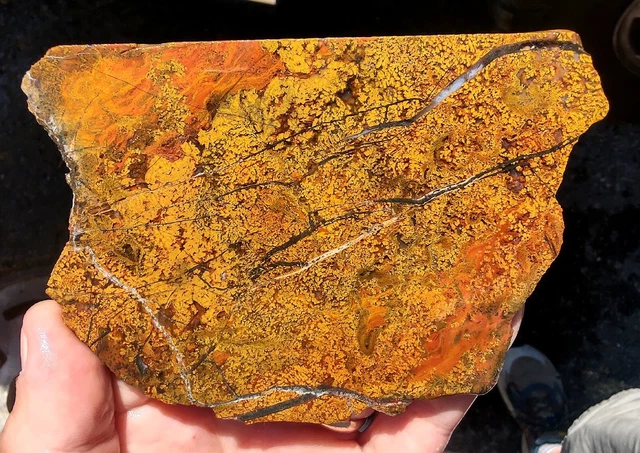 rawk11: Gold Plume Agate slab-Golden Yellow Plumes in an Orange base-Oregon!