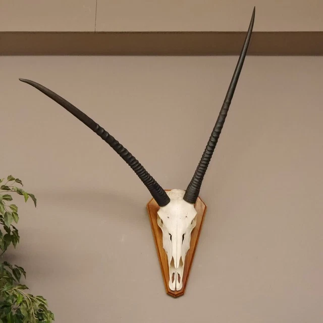Anormal Orix ( Gazella) Antílope Gacela Gemsbok África Trofeo de Calavera Hl