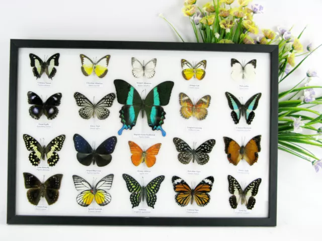 20 beautiful butterfly butterflies in showcase - framed - real - taxidermy - b58