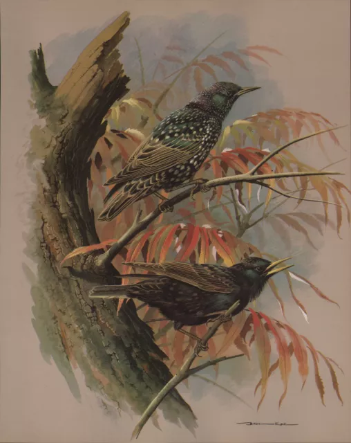 Vintage Oiseau Imprimé~