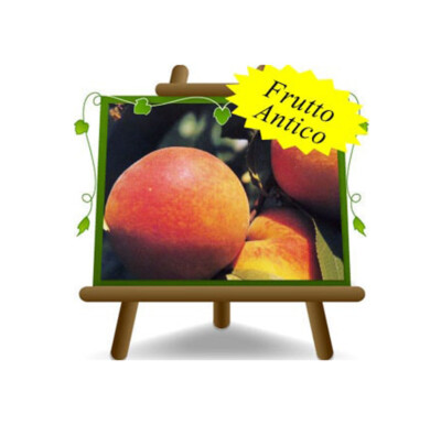 Carson Percoche Carson  Pianta da  frutto antico vaso 26 max 200 cm 4  anni 