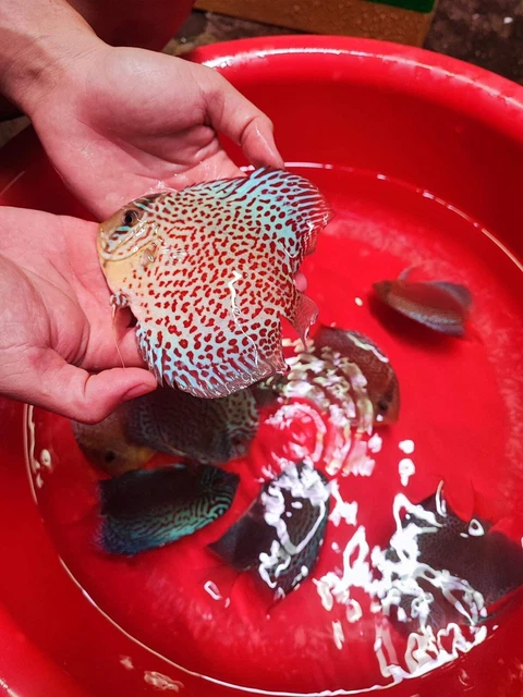High Quality Ring Leopard Discus Fish 5in - Very Unique Color - Ship Overnight
