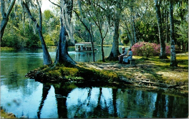 Florida Scene Silver River Springs FL Postcard VTG UNP Koppel Vintage Unused