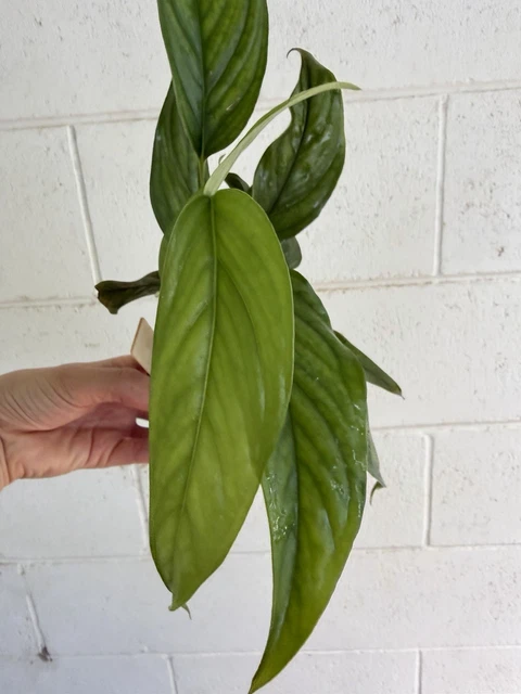 philodendron thai sunrise Philodendron Thai Sunrise main image 1