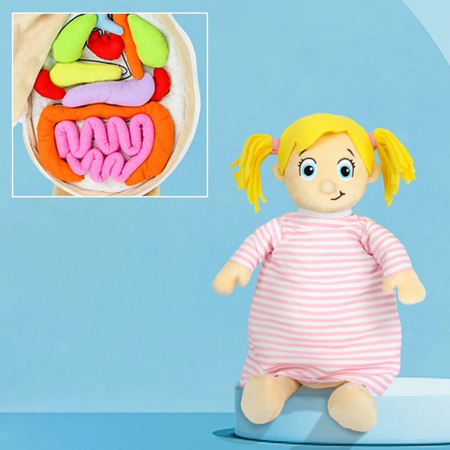 HUMAN BODY ANATOMY Model Plush Toys Soft Doll Removable Organs Body ...