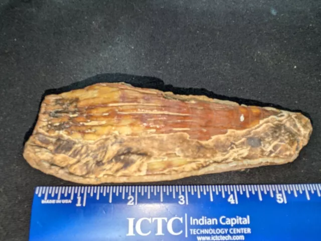 Oklahoma Woolly Mammoth Partial Or Piece Of Tooth, Petrified Fossil 5 1/4 inces