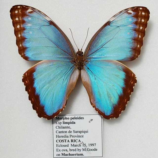 Nice male of Morpho peleides ssp limpida from Costa Rica
