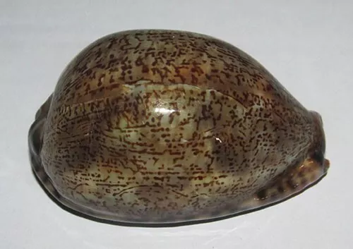 66 mm DARK Cypraea Arabica Cowrie Seashell Phuket Thailand GREAT PATTERN #A1